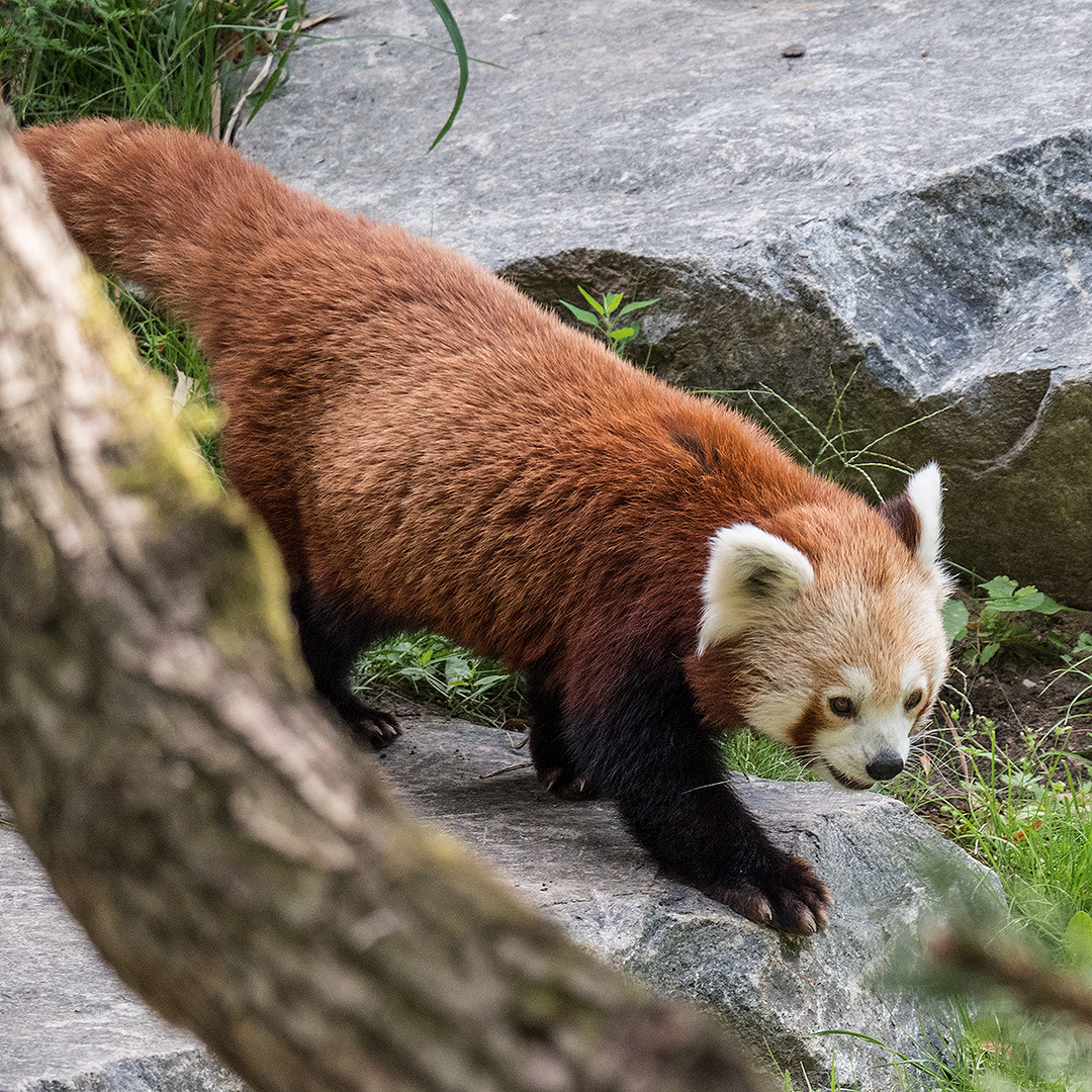 Roter Panda