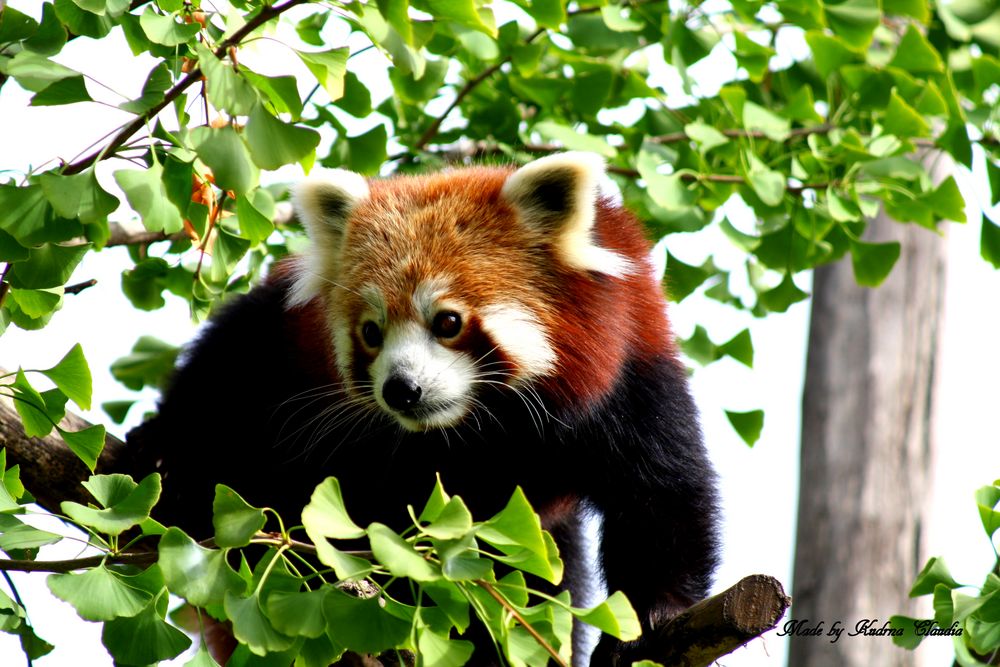 Roter Panda