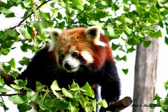 Roter Panda