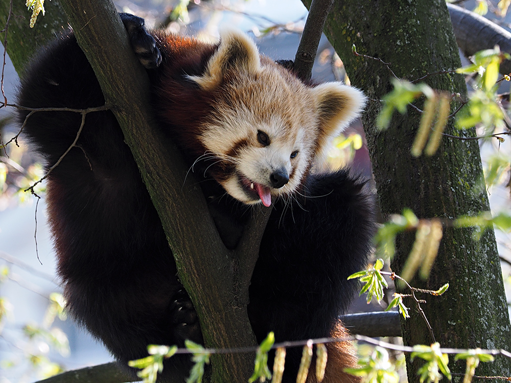 Roter Panda