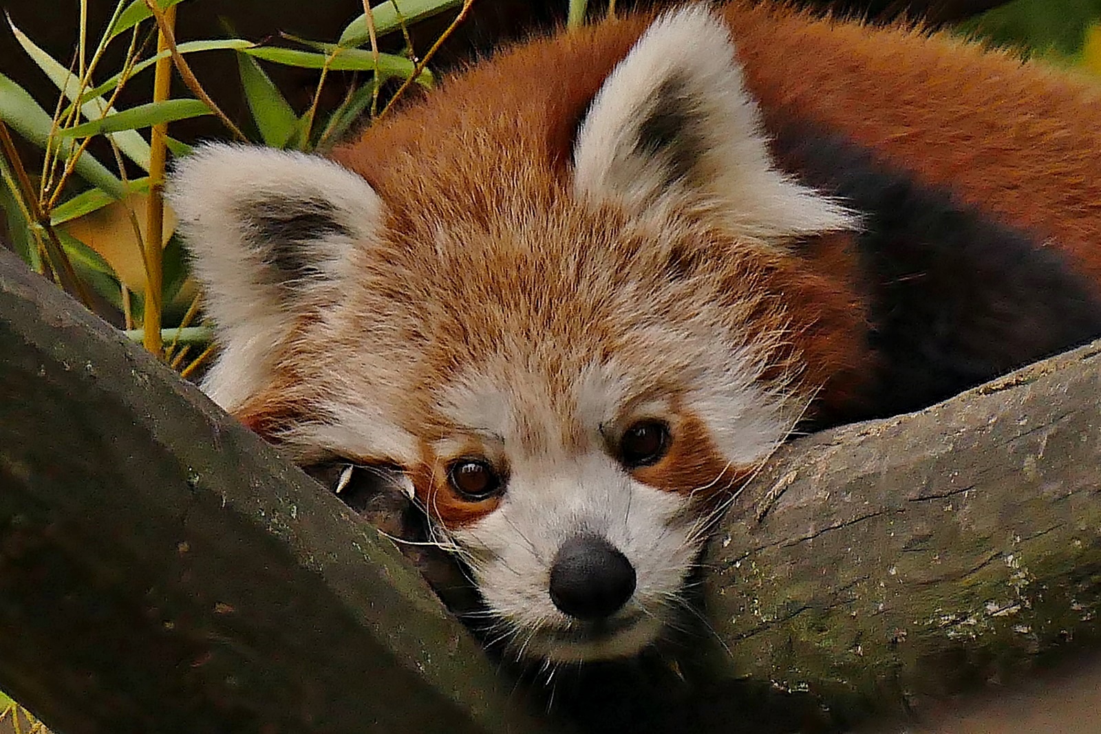 Roter Panda!