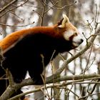 roter Panda