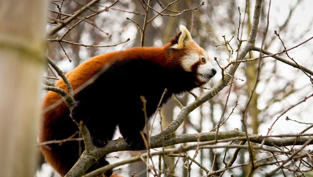 roter Panda