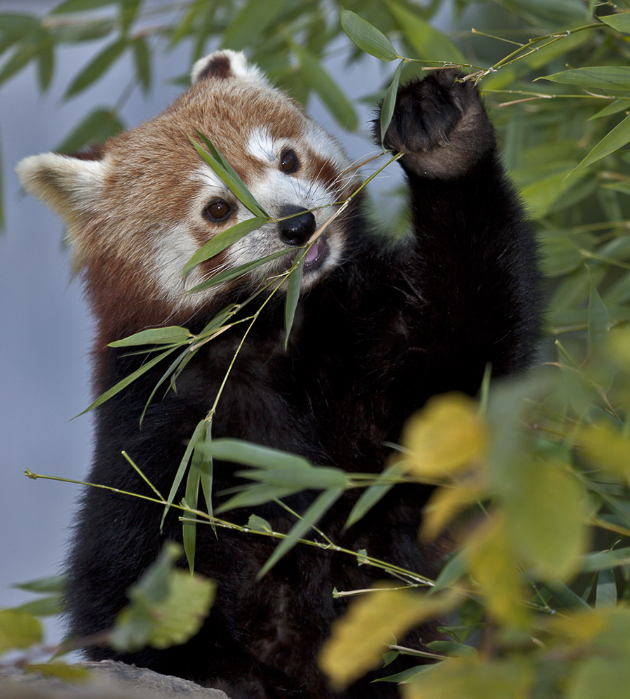 ROTER PANDA