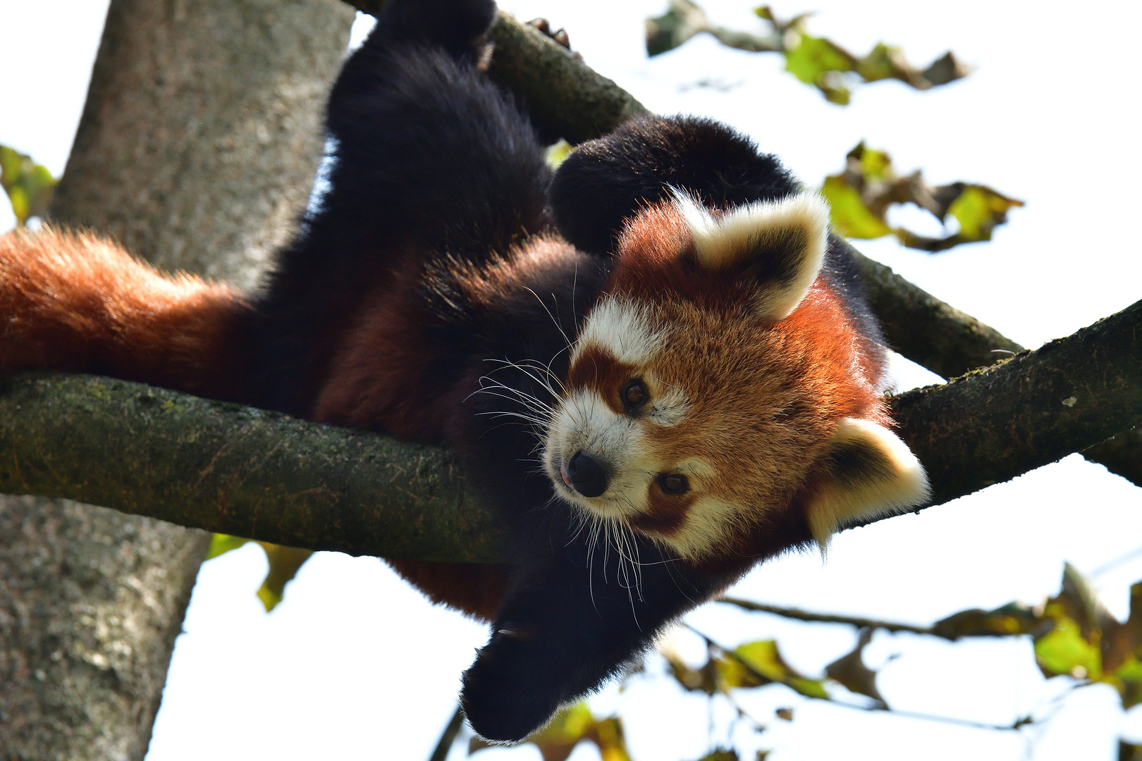 Roter Panda Foto & Bild tiere, zoo, wildpark & falknerei, säugetiere
