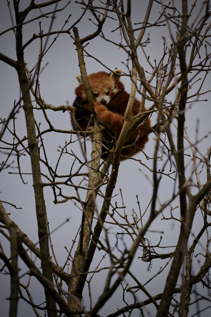 roter Panda