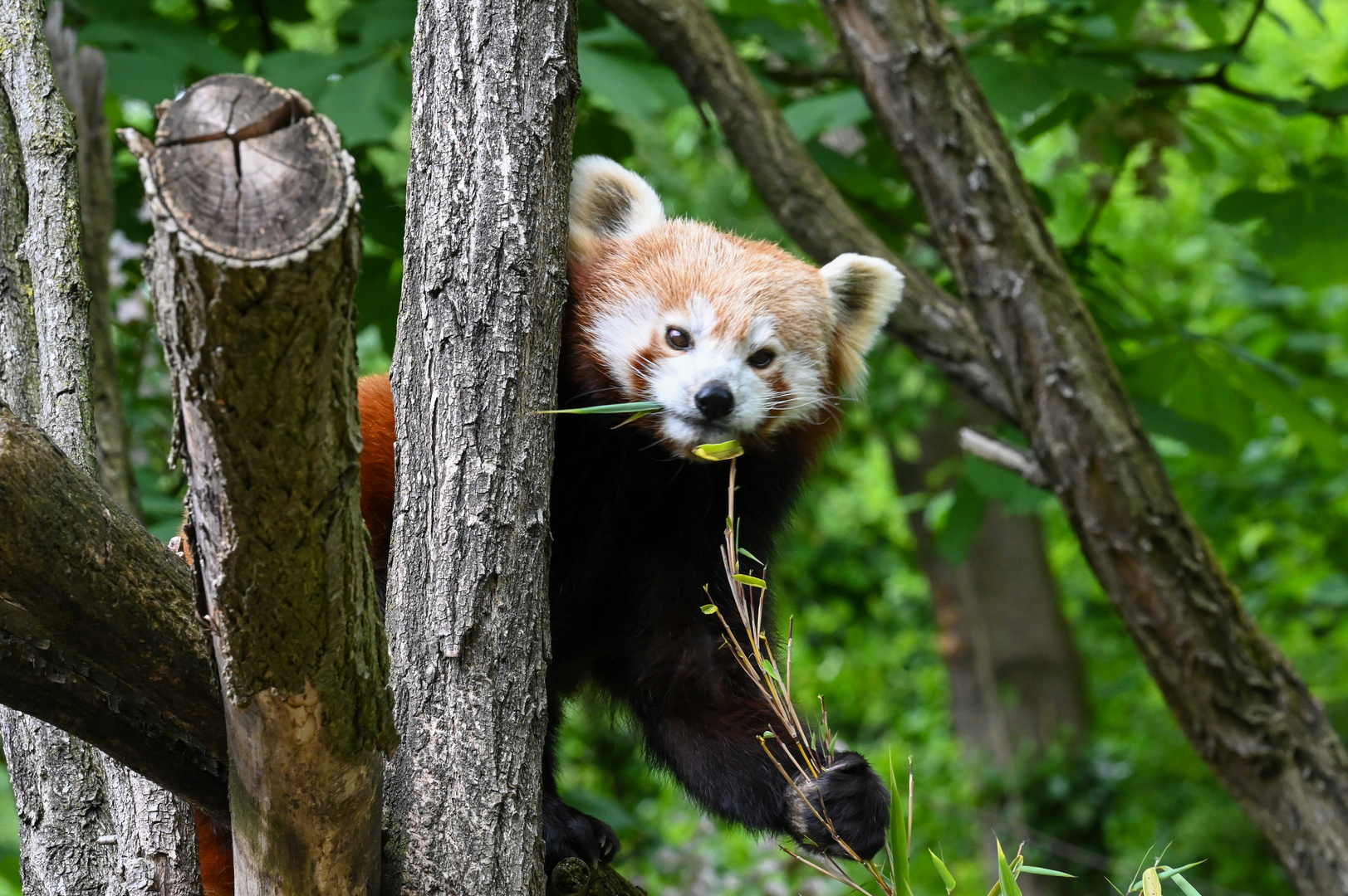 Roter Panda