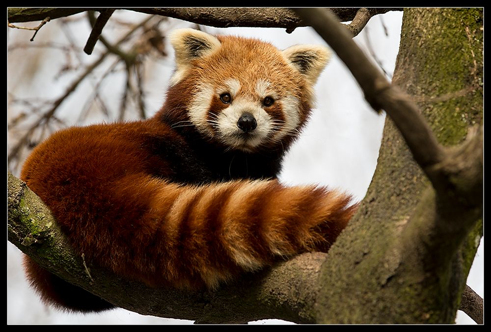 Roter Panda Foto & Bild tiere, zoo, wildpark & falknerei, animals