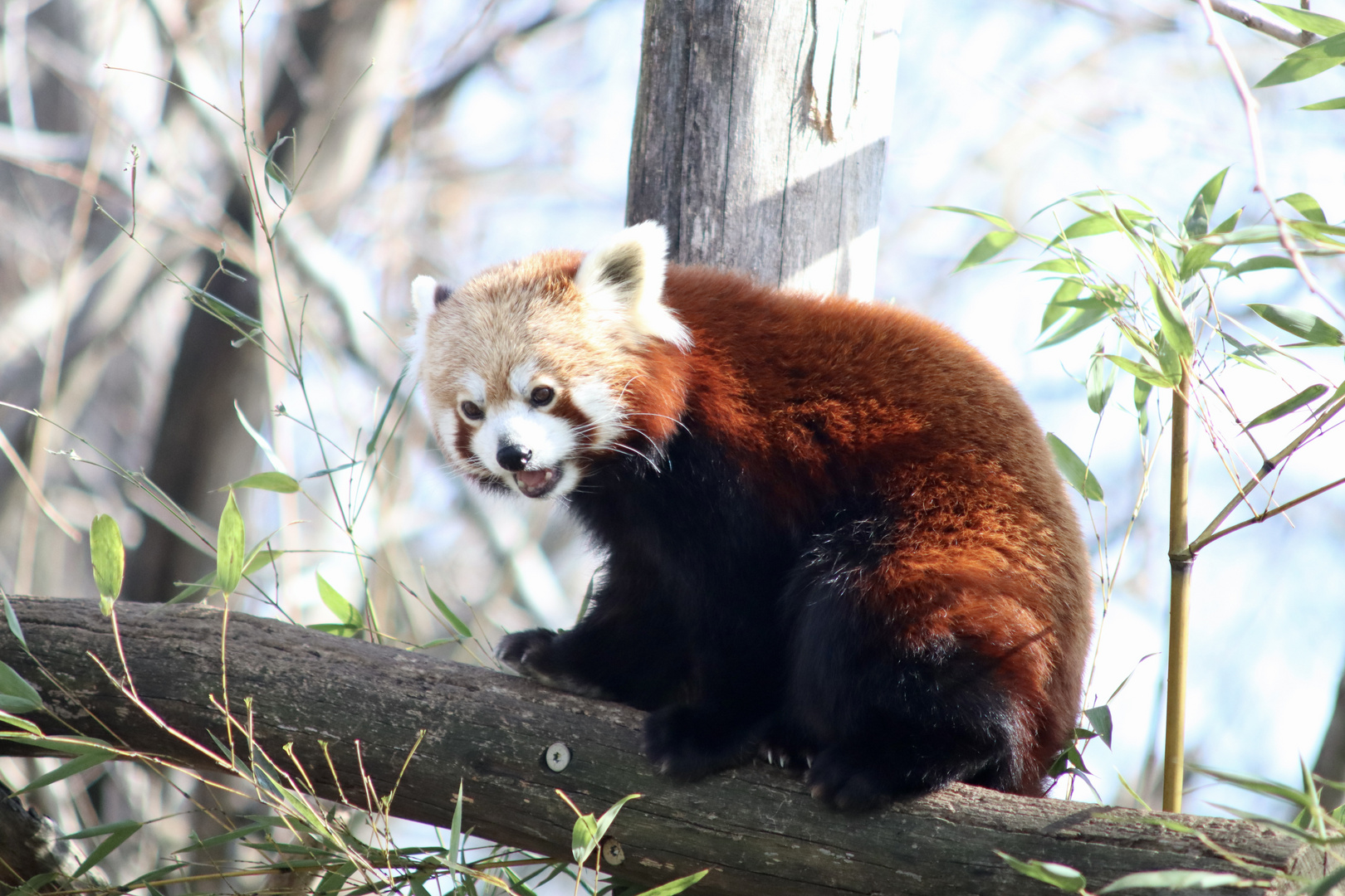 Roter Panda