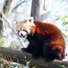 Roter Panda