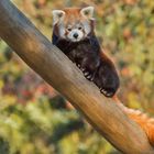 Roter Panda