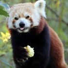 Roter Panda