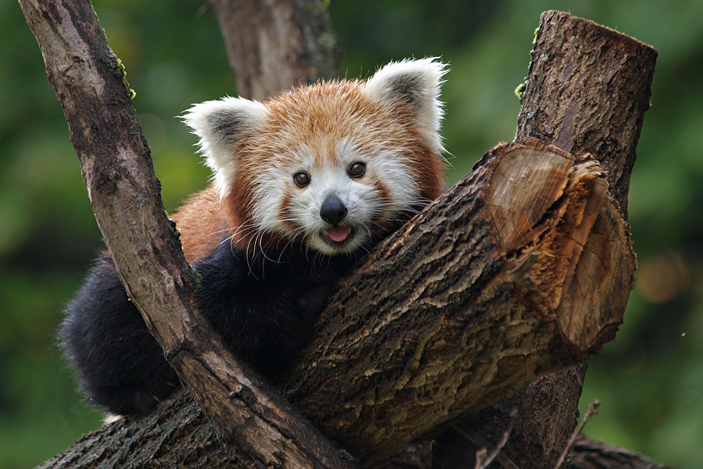 Roter Panda... Foto & Bild tiere, zoo, wildpark & falknerei