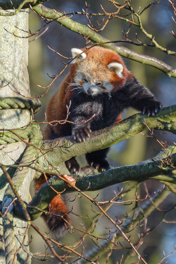 Roter Panda. 