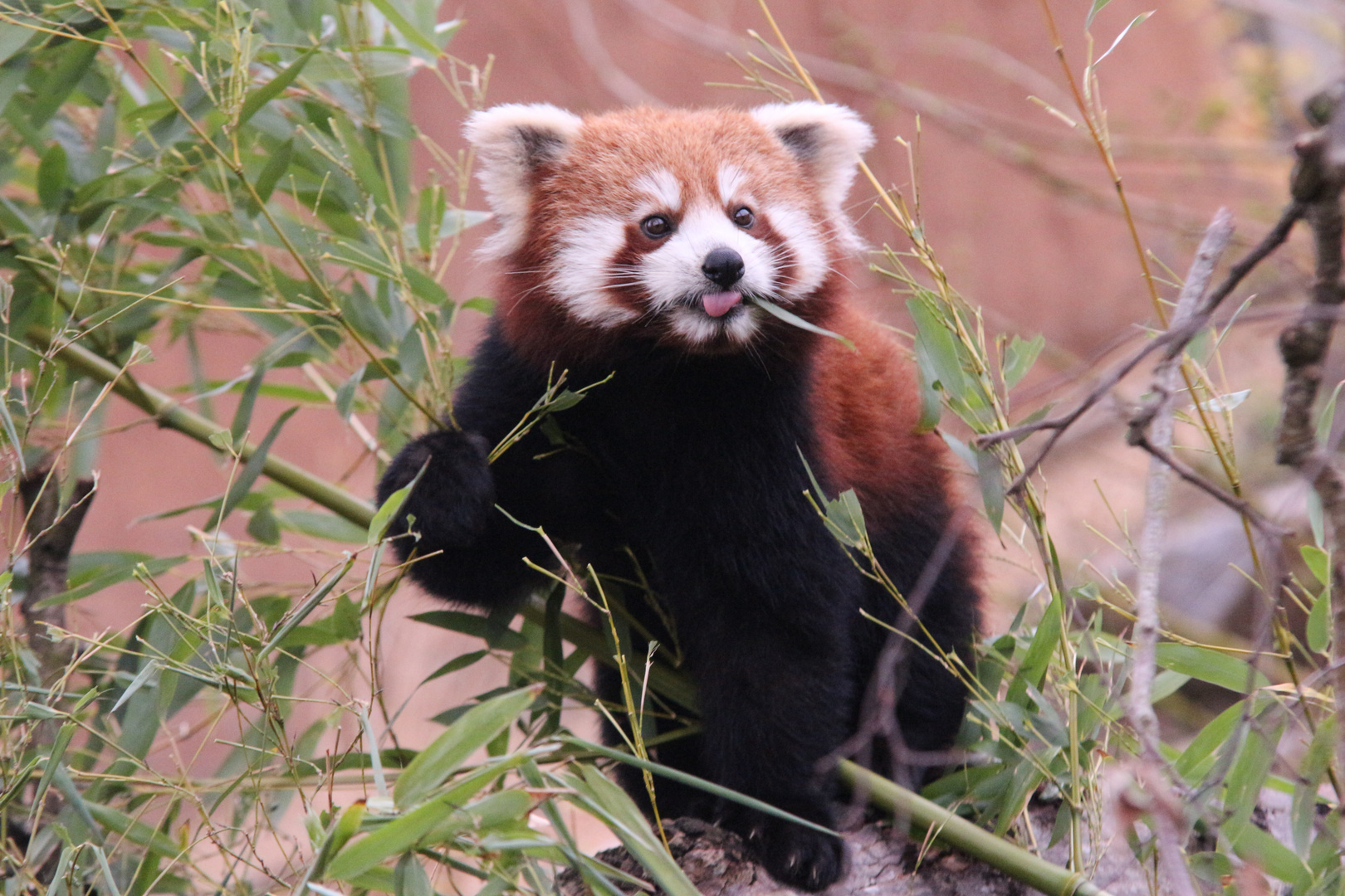 Roter Panda