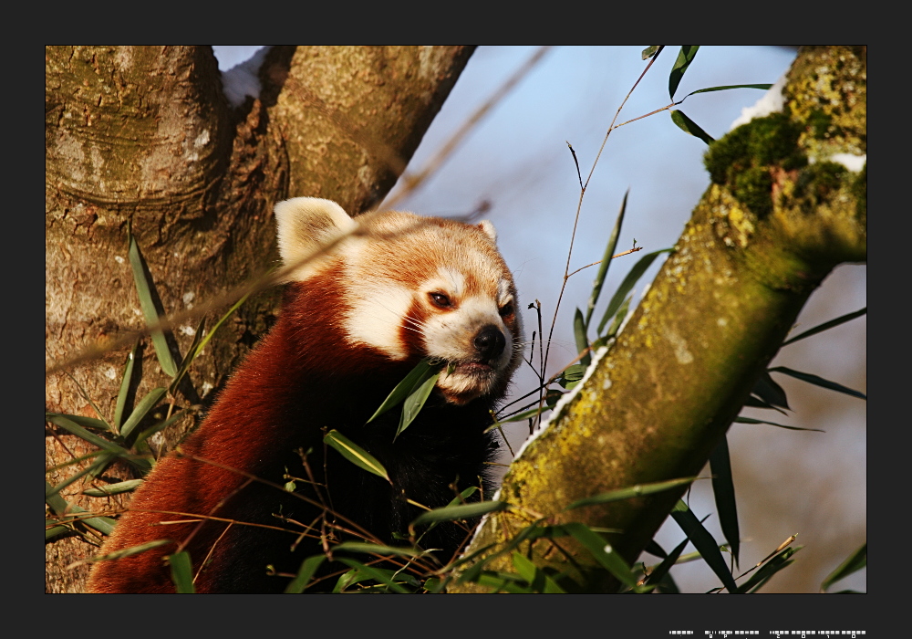 Roter Panda