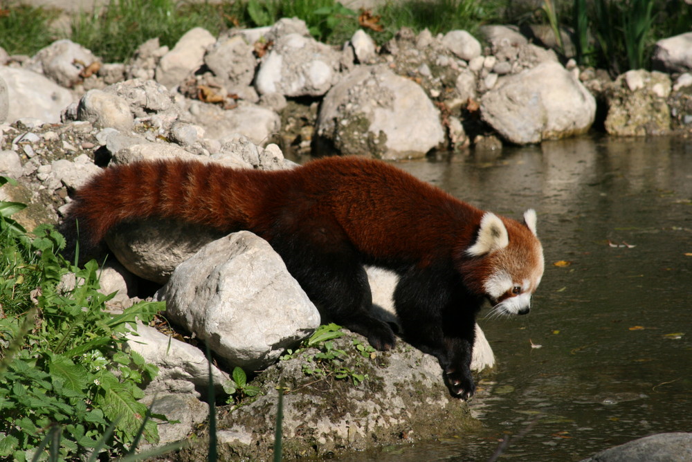 roter Panda