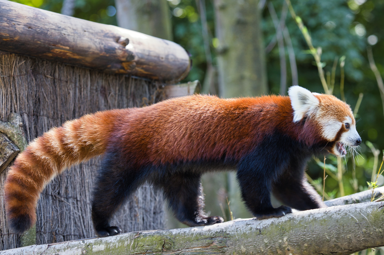 Roter Panda Foto &amp; Bild | wald, natur, münster Bilder auf fotocommunity