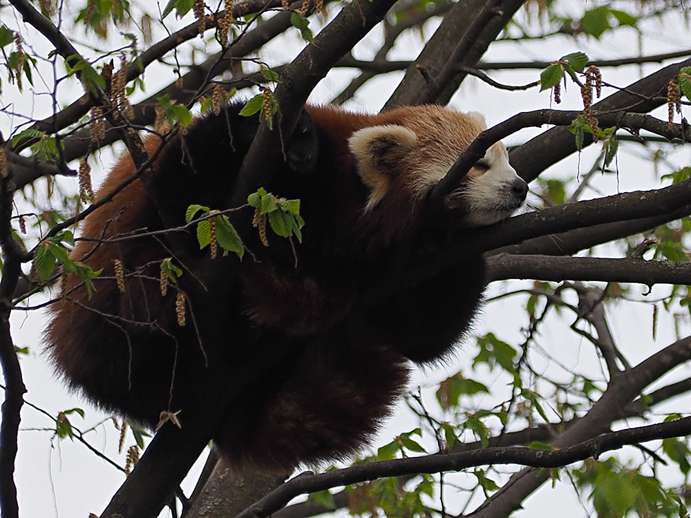 Roter Panda