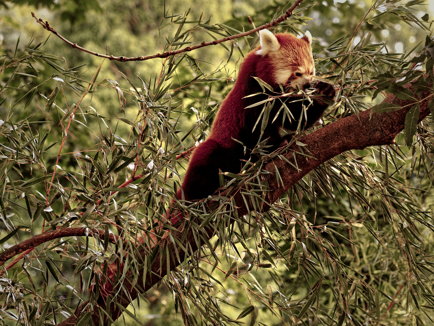 Roter Panda