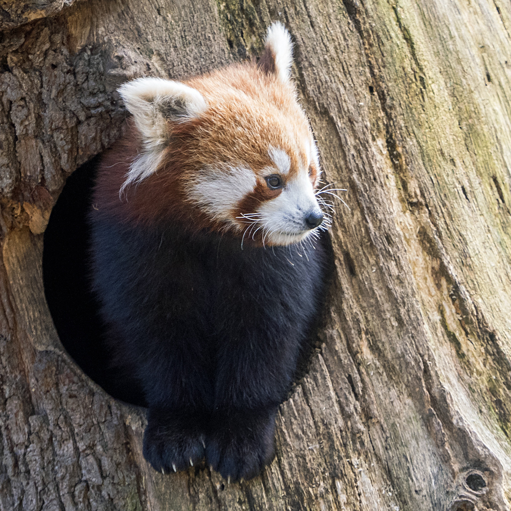 Roter Panda...