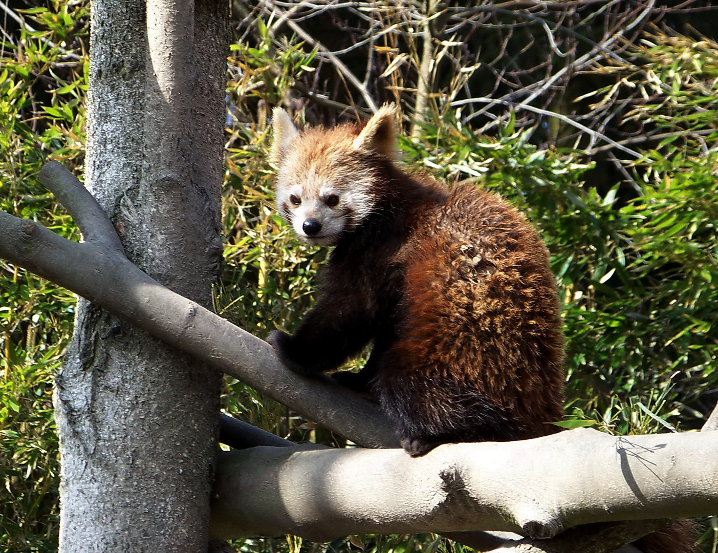 Roter Panda