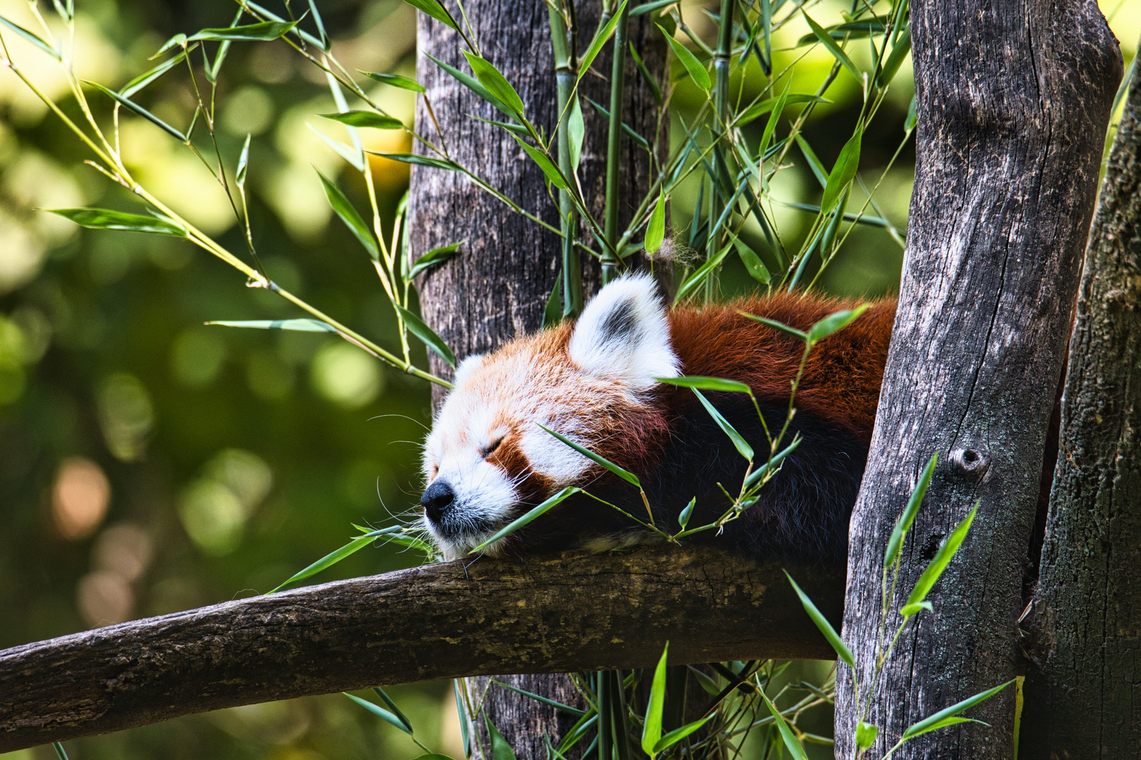 Roter Panda