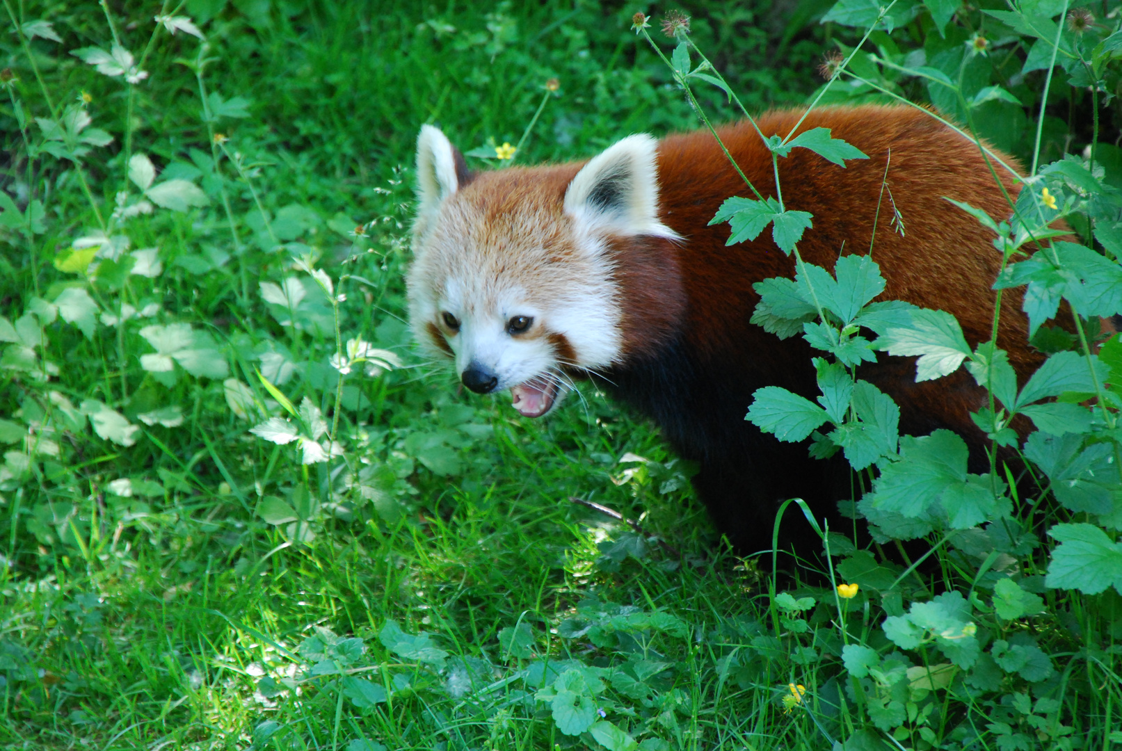 Roter Panda