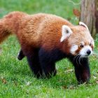 Roter Panda 