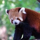 Roter Panda