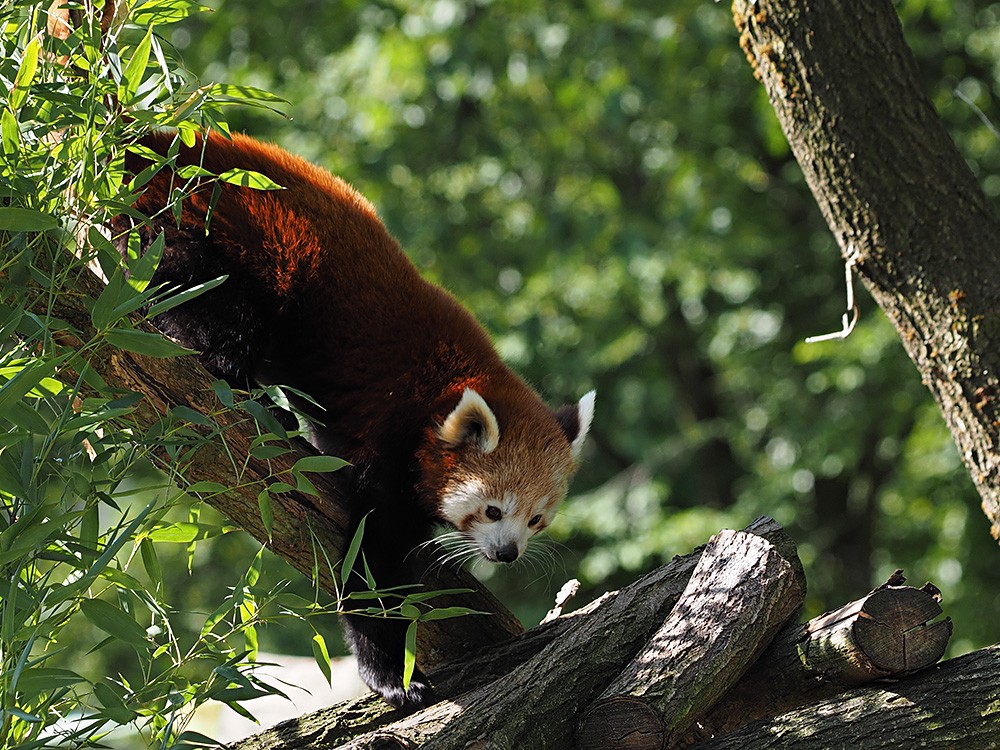 Roter Panda ...