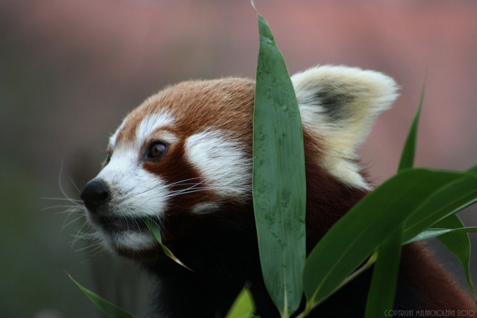 Roter Panda - Ailurus fulgens