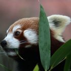 Roter Panda - Ailurus fulgens
