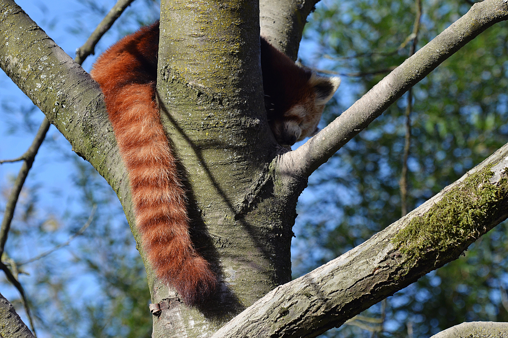 Roter Panda (Ailurus fulgens)