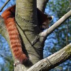 Roter Panda (Ailurus fulgens)