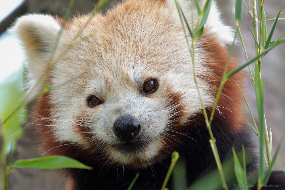 Roter Panda (Ailurus fulgens)