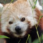 Roter Panda (Ailurus fulgens)