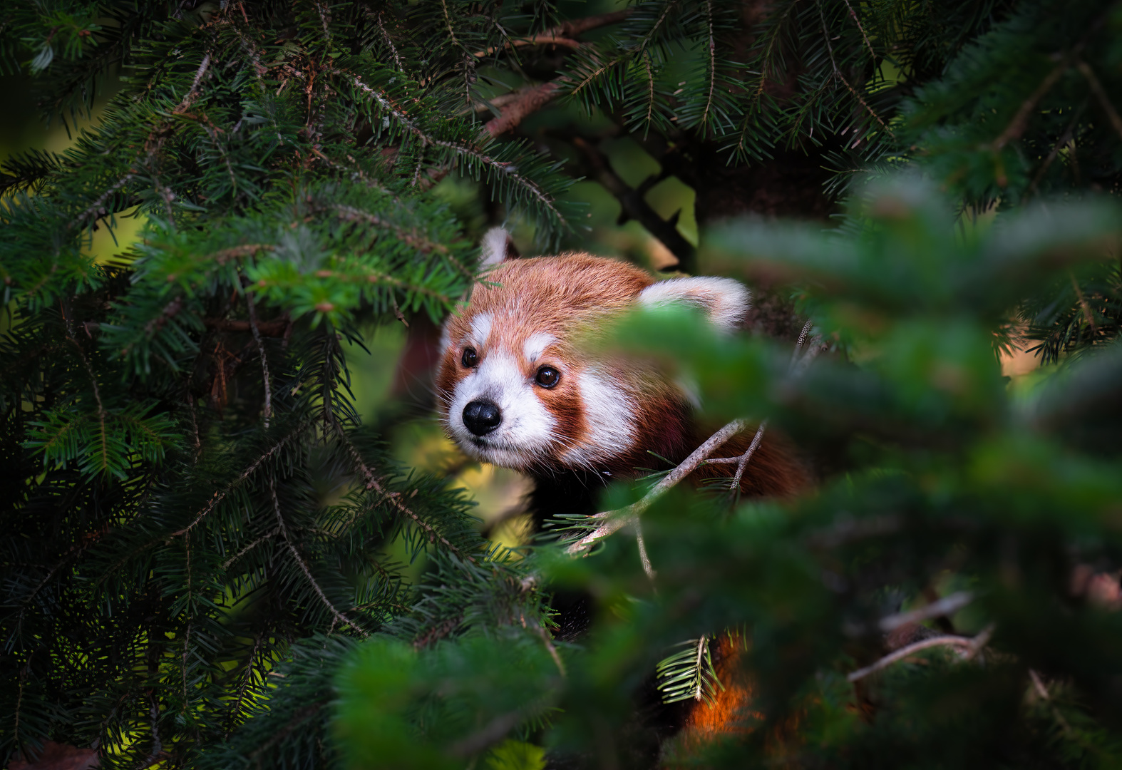 Roter Panda auf der Lauer