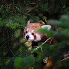 Roter Panda auf der Lauer