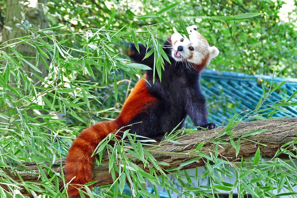 roter-Panda auf Entdeckungstour