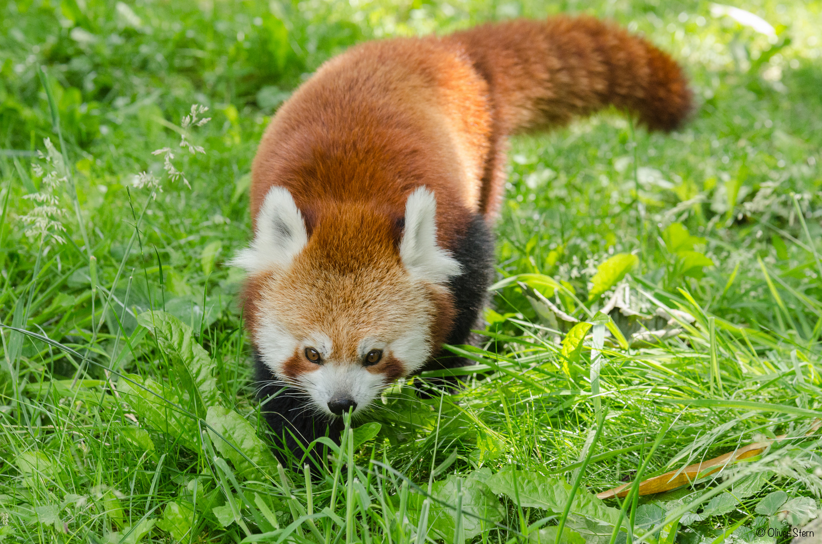 Roter Panda auf Erkundungstour