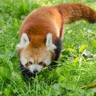 Roter Panda auf Erkundungstour