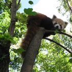 Roter Panda aus Budapest