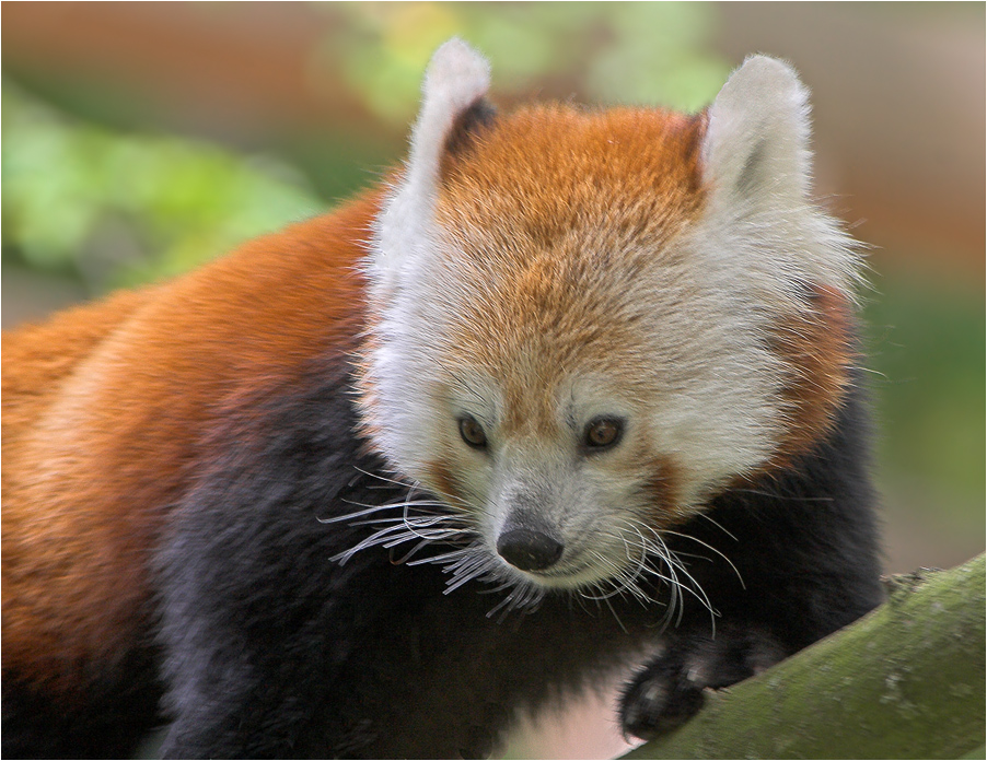 Roter Panda aus Nürnberg