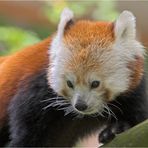 Roter Panda aus Nürnberg