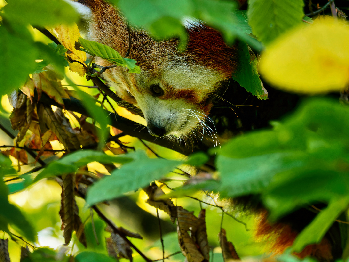 Roter Panda Foto & Bild | tiere, zoo, wildpark & falknerei, säugetiere