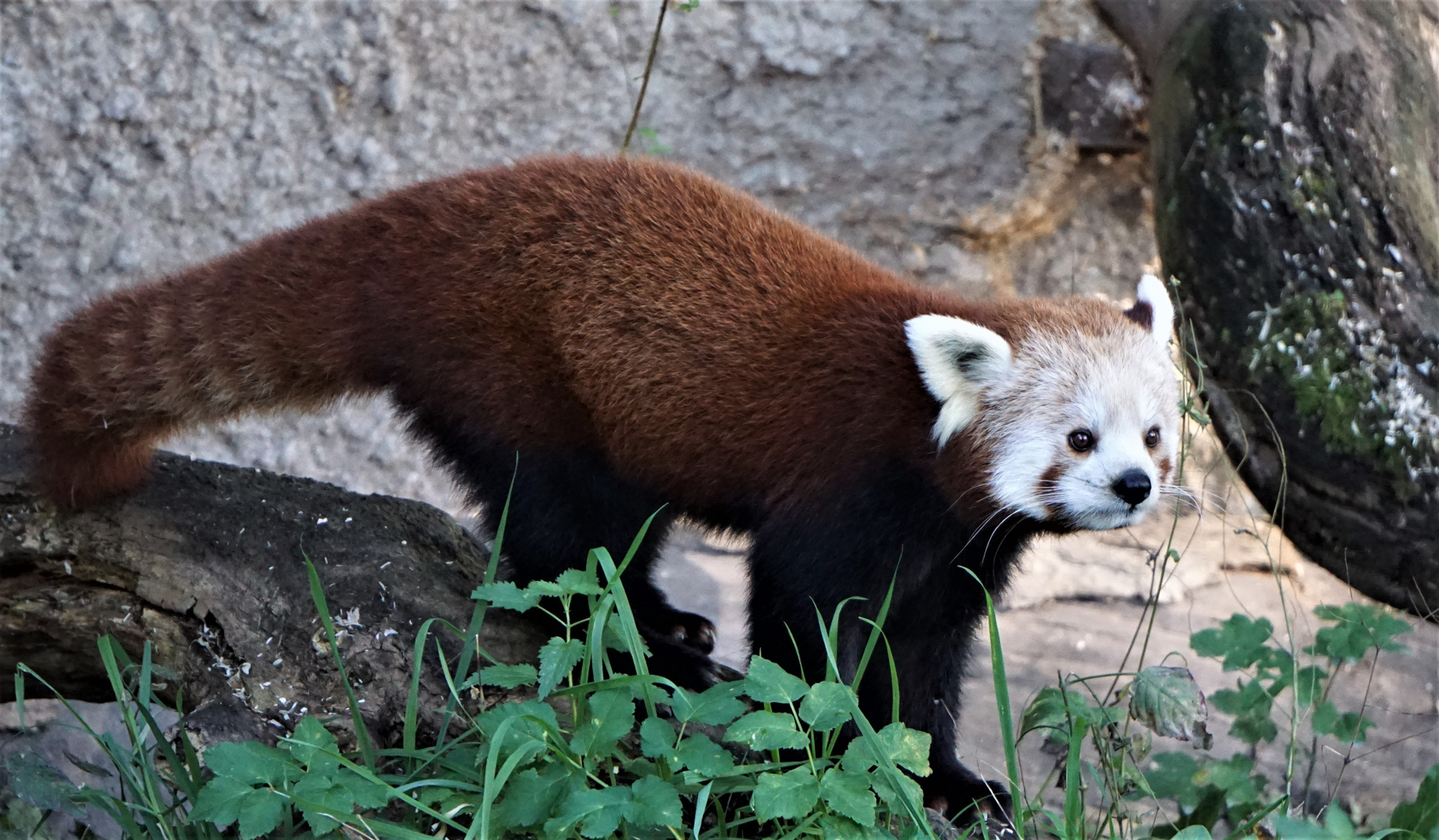 roter Panda