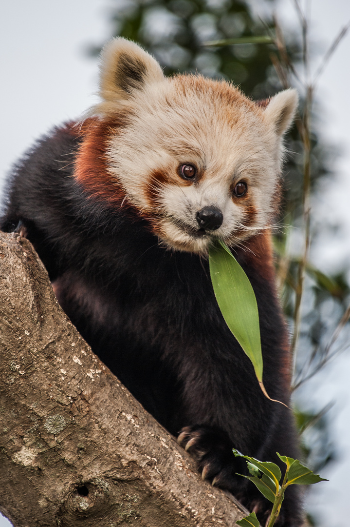 Roter Panda 