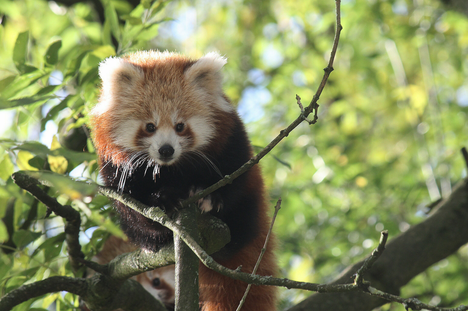 Roter Panda