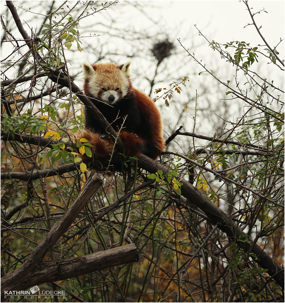 roter Panda beim faulenzen :)